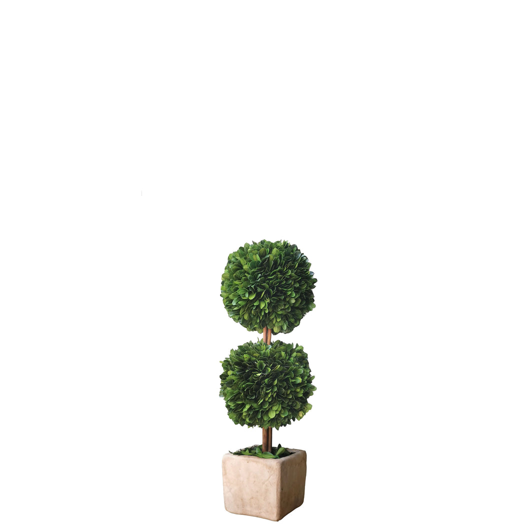 Preserved Double Boxwood Topiary 30.5cm.