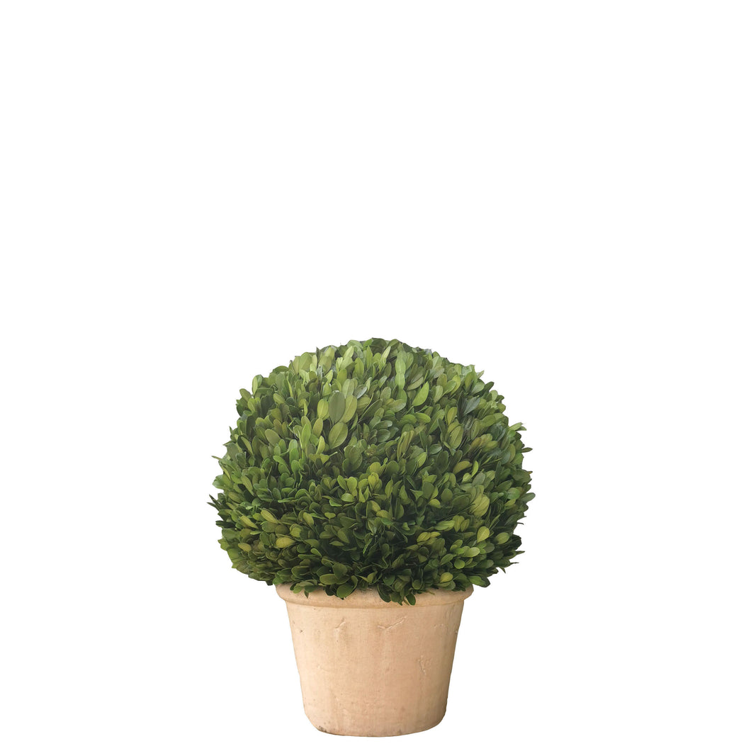 Preserved Boxwood Topiary 29cm.