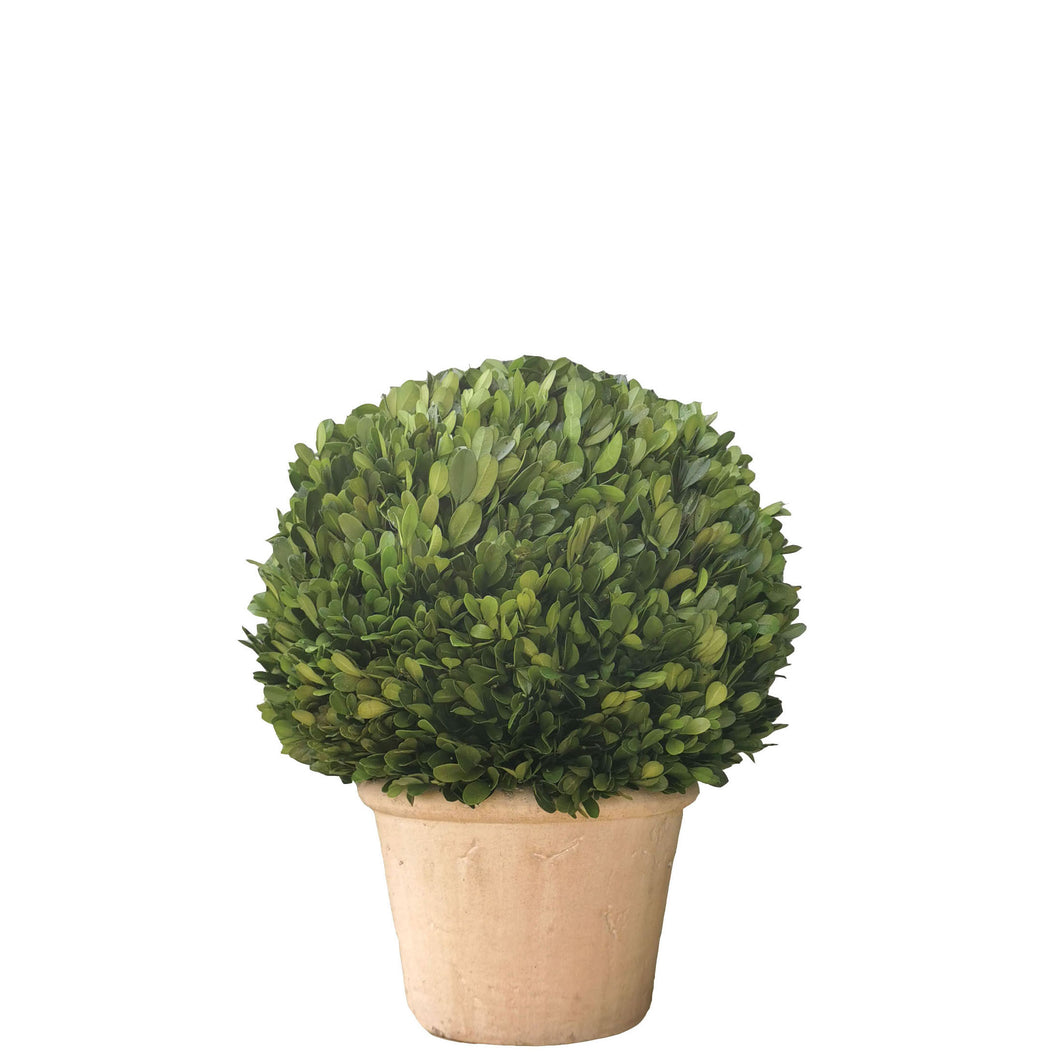 Preserved Boxwood Topiary 39cm.