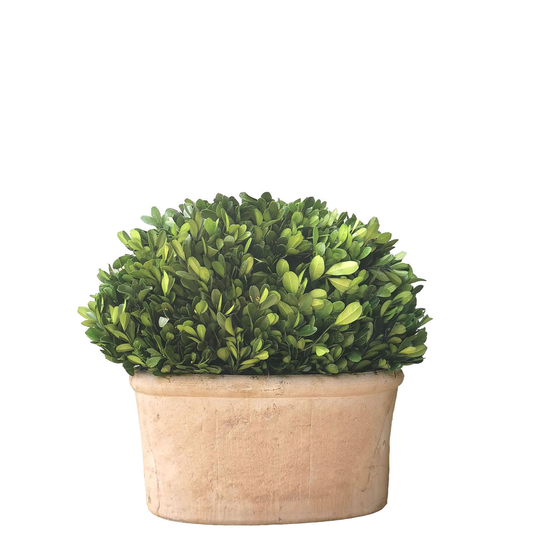 Preserved Oval Boxwood Topiary 31.5cm.