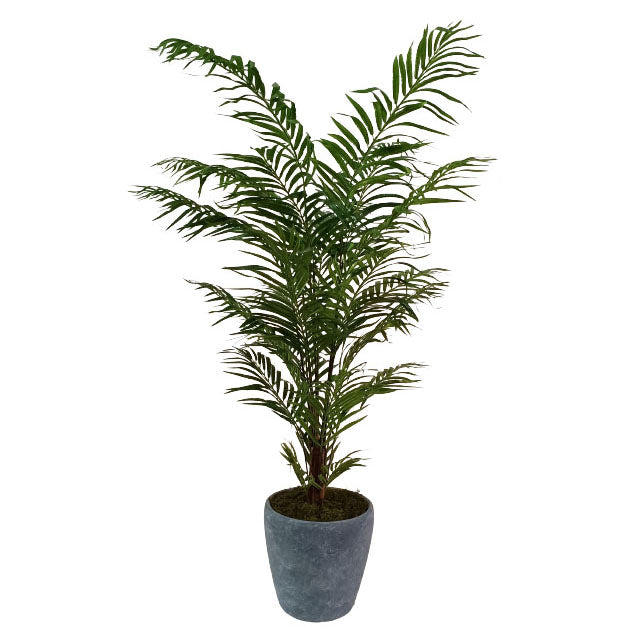 De Luxe Areca Palm 190cm.