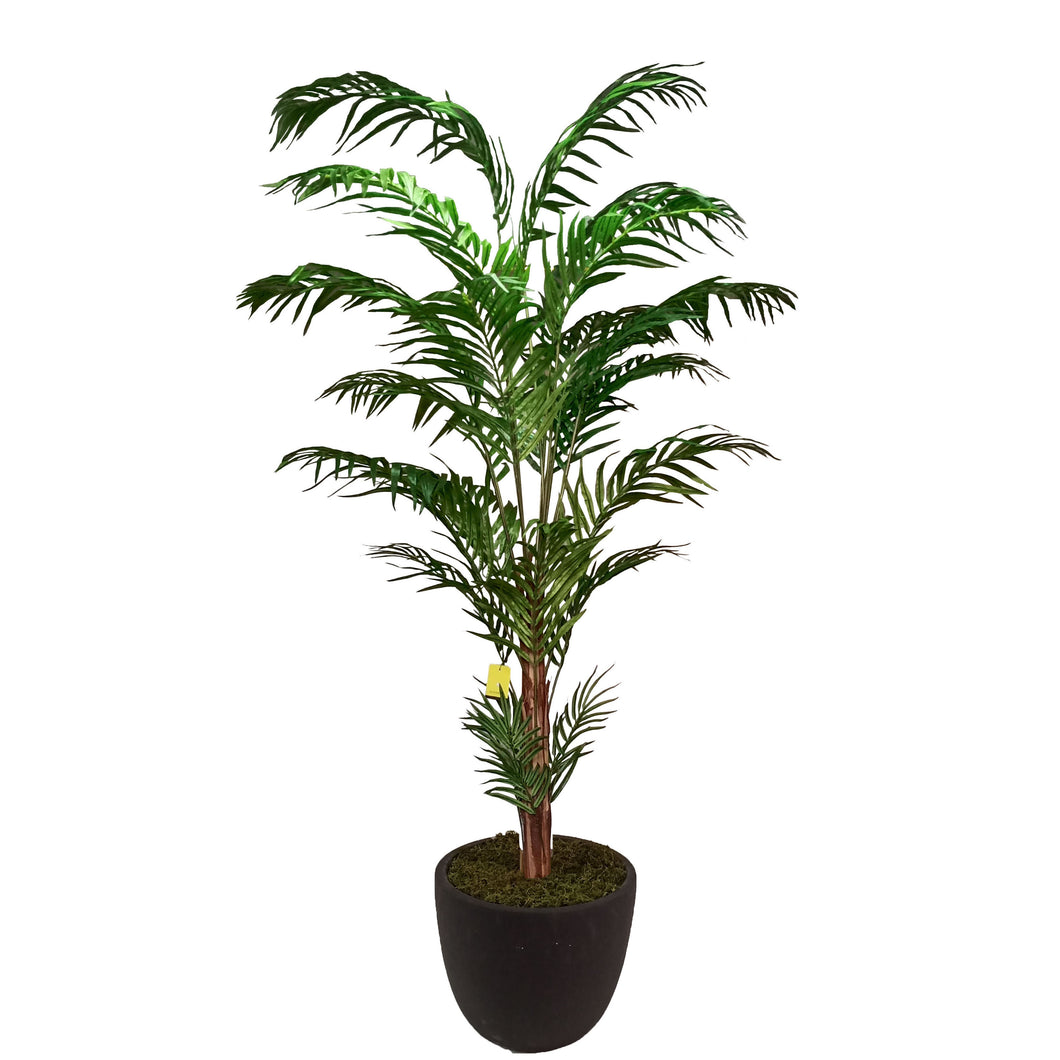 Areca Palm 210cm.