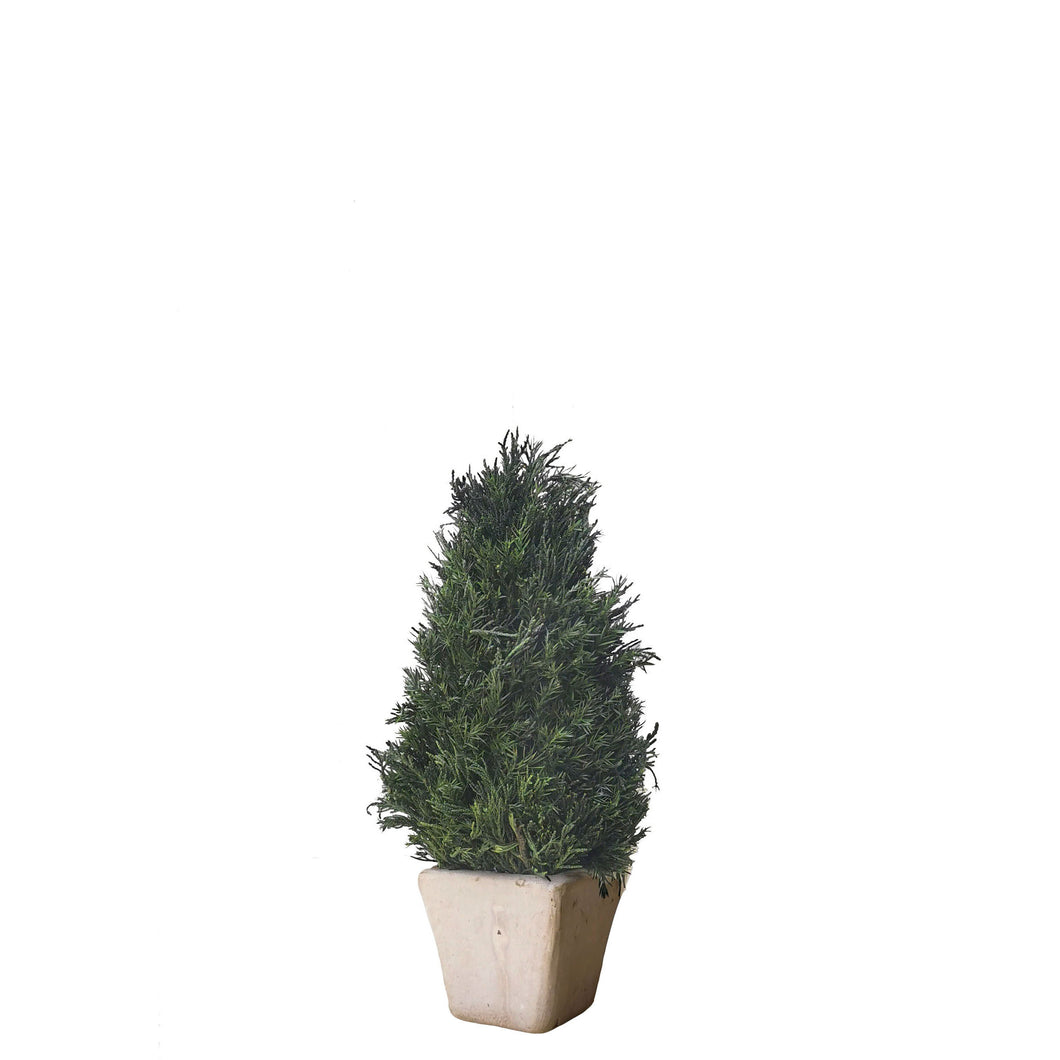 Preserved Cypress Topiary 28cm.