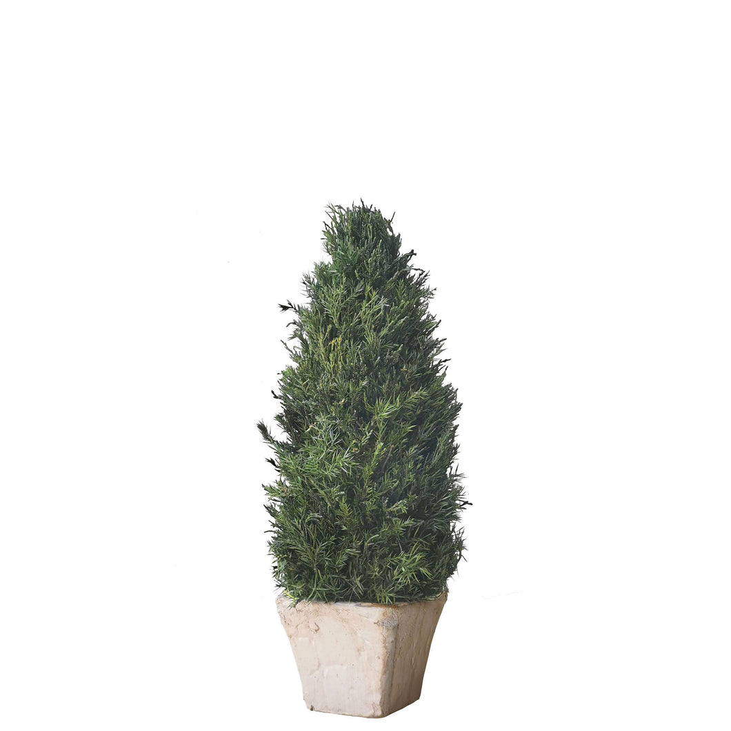 Preserved Cypress Topiary 38cm.