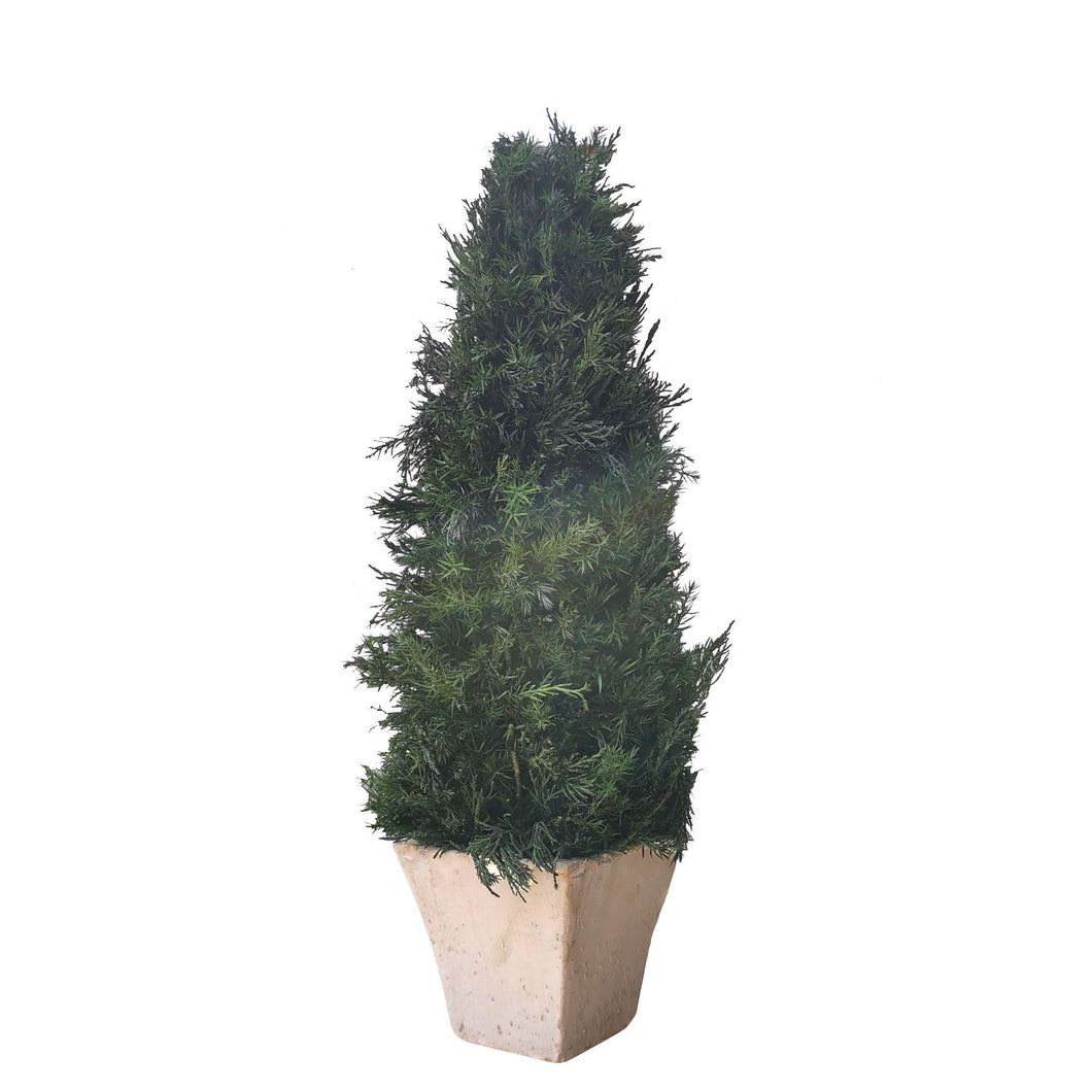 Preserved Cypress Topiary 50cm.