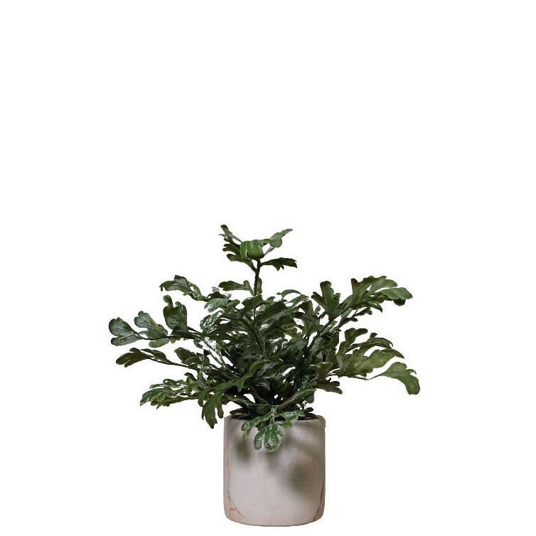 Potted Wormwood 30cm.