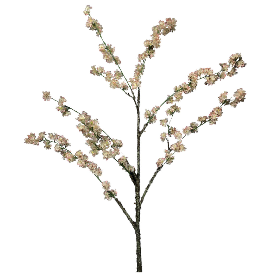 Peach Blossom 151cm.