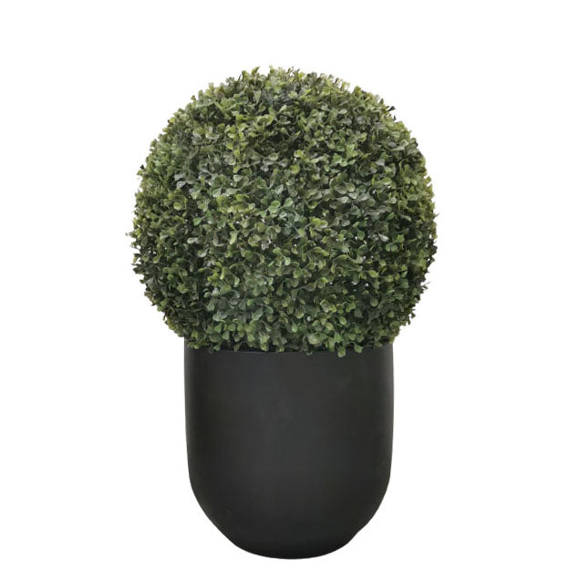 Boxwood Topiary 62cm.