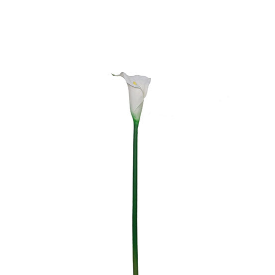 Single Calla Lily Spray 66cm.