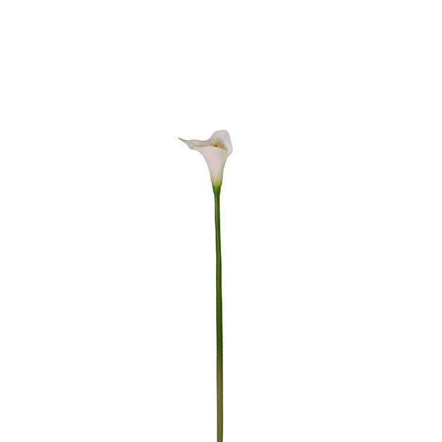 Single Calla Lily 55cm.