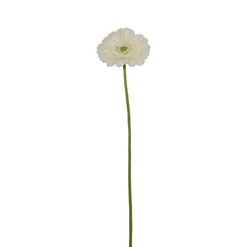 African Gerbera Spray 68cm.