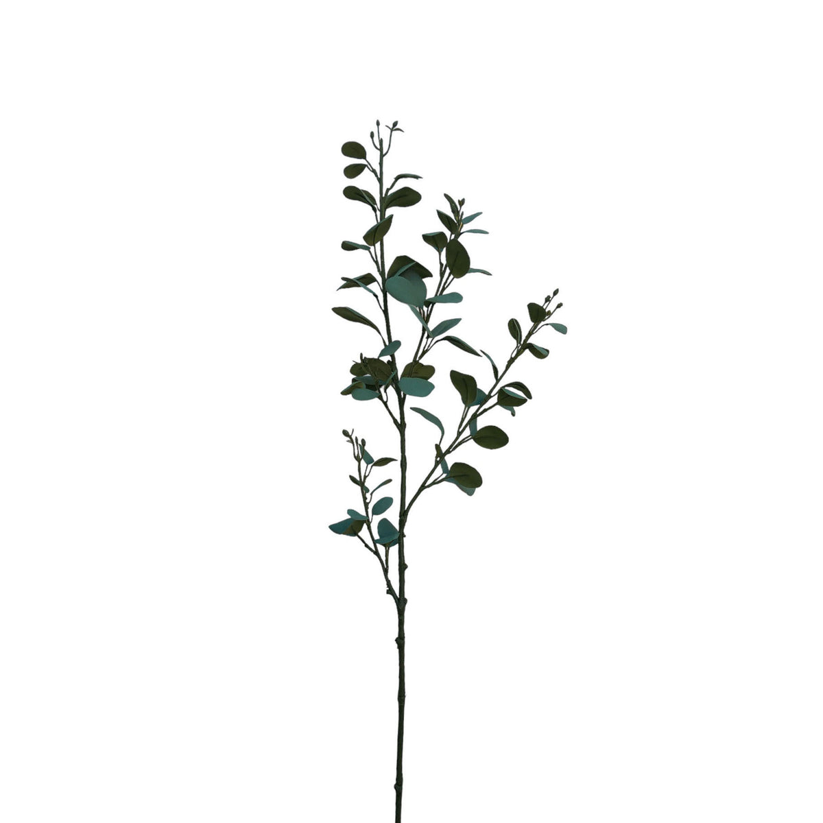 Eucalyptus 80cm. – Flourish_ph