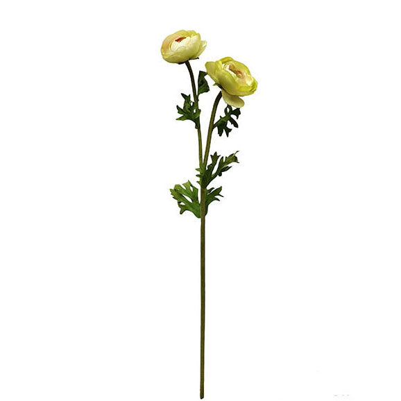 Ranunculus 55cm.