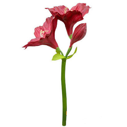 Amaryllis 86cm.