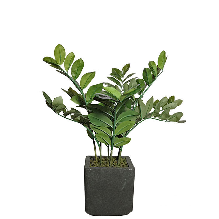 Zamioculcas Zamiifolia Plant 70cm.