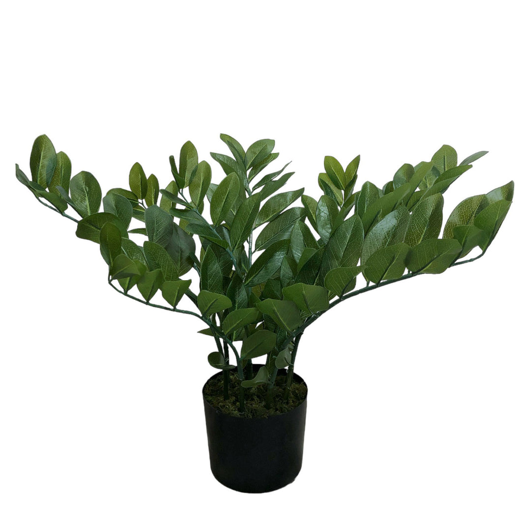 Zamioculcas Zamiifolia Plant 65cm.