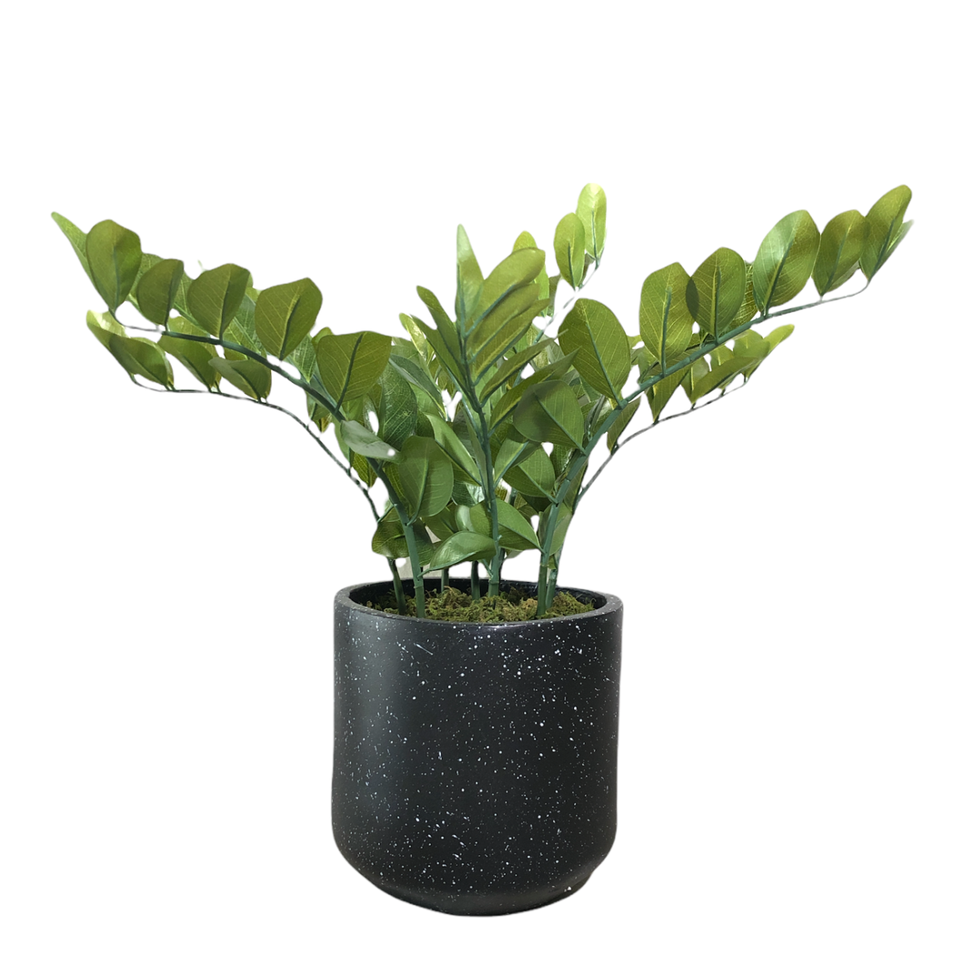 Zamioculcas Zamiifolia 67cm.