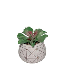 Load image into Gallery viewer, Potted Succulent with Gift Packaging 16cm.
