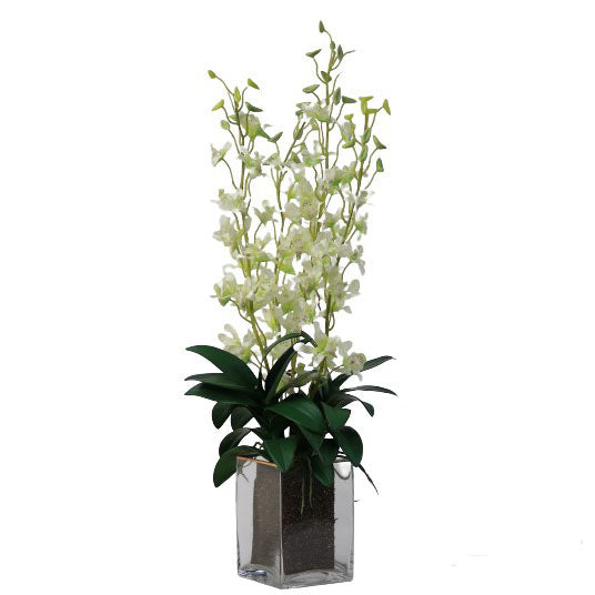 Dendrobium Arrangement