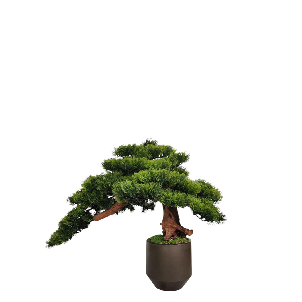 Bonsai with Pot