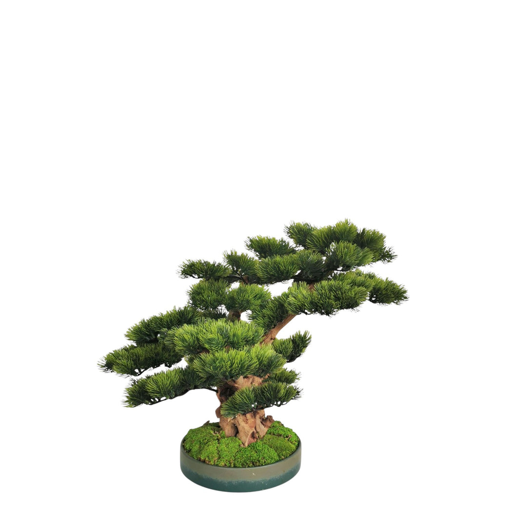 Bonsai with Pot