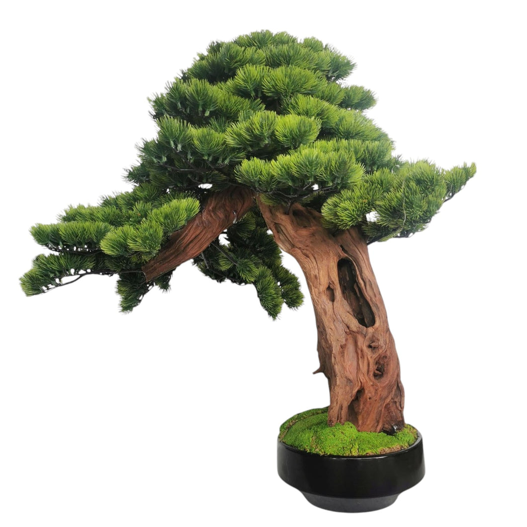 Bonsai with Pot