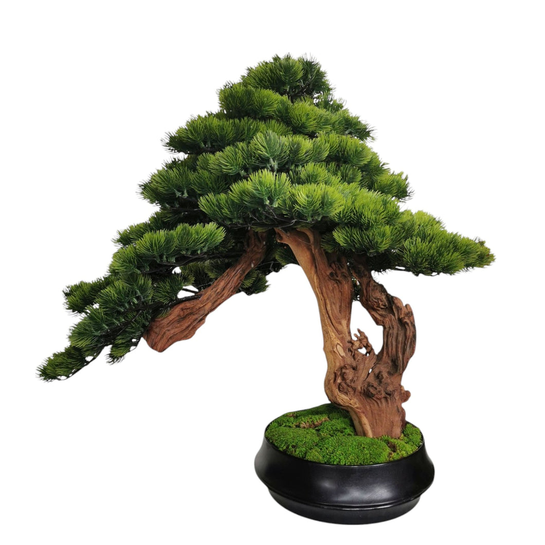 Bonsai with Pot