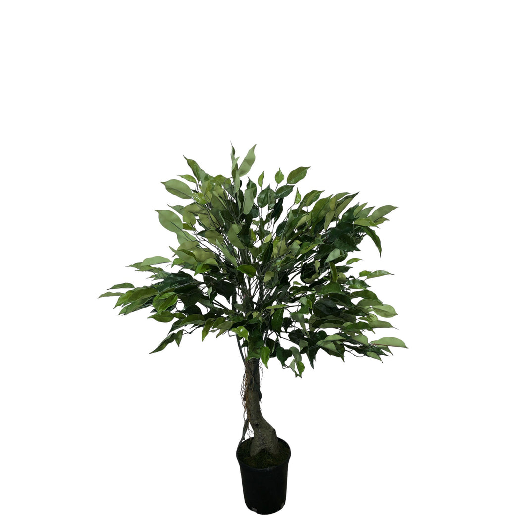 Small Ficus Tree 100cm.