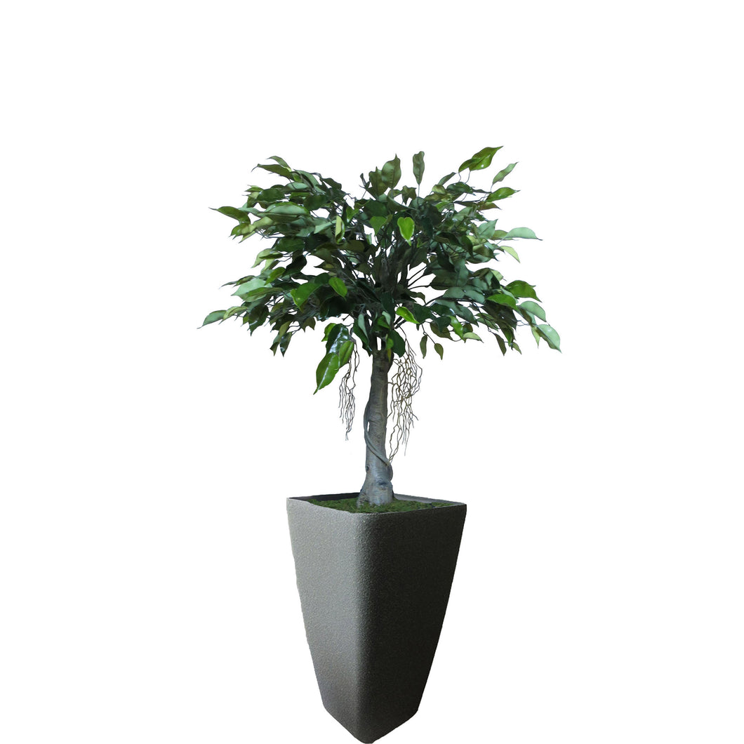 Small Ficus Tree 130cm.