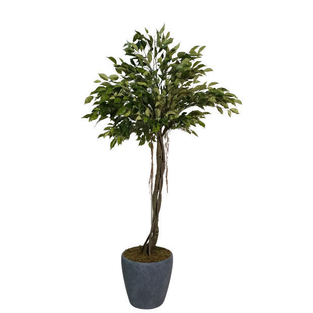 Ficus Tree with Pot 180cm.