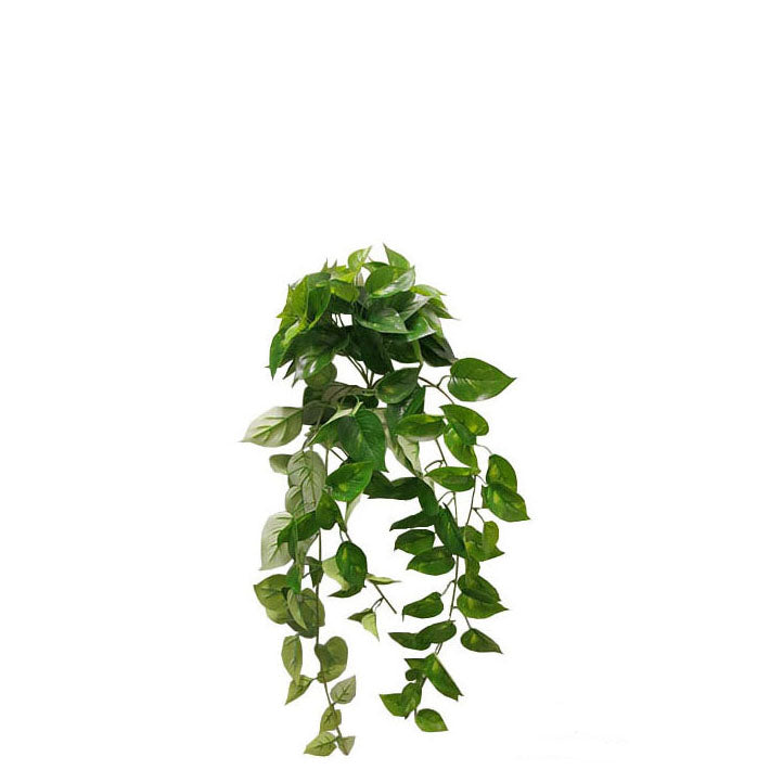 Pothos Bush 37cm.