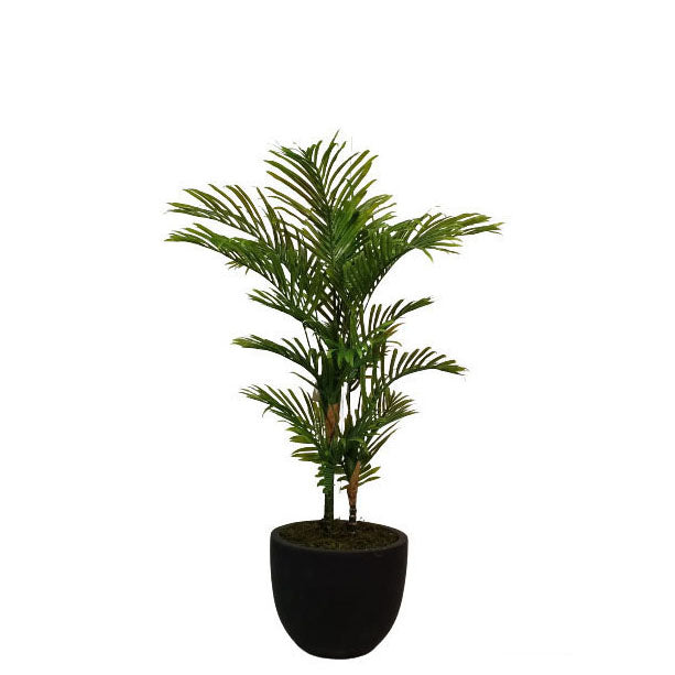 Areca Palm 125cm.