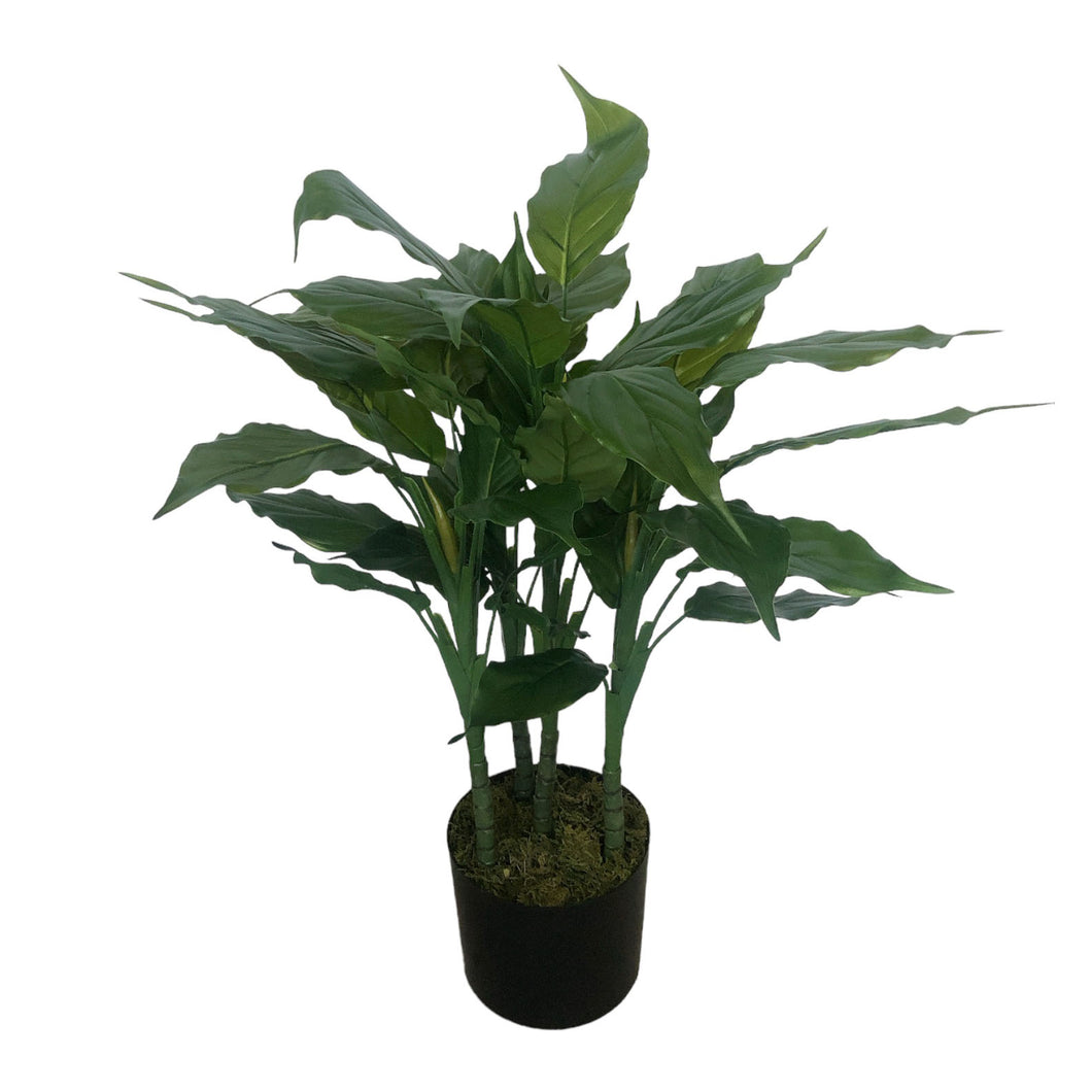 Spathiphyllum Plant 76cm.