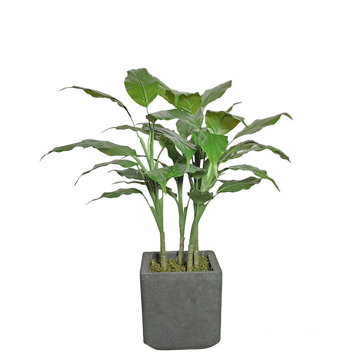 Spathiphyllum Plant 70cm.