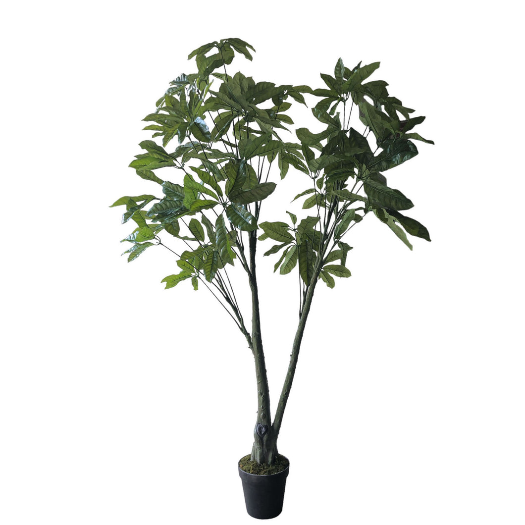 Schefflera Tree 185cm.