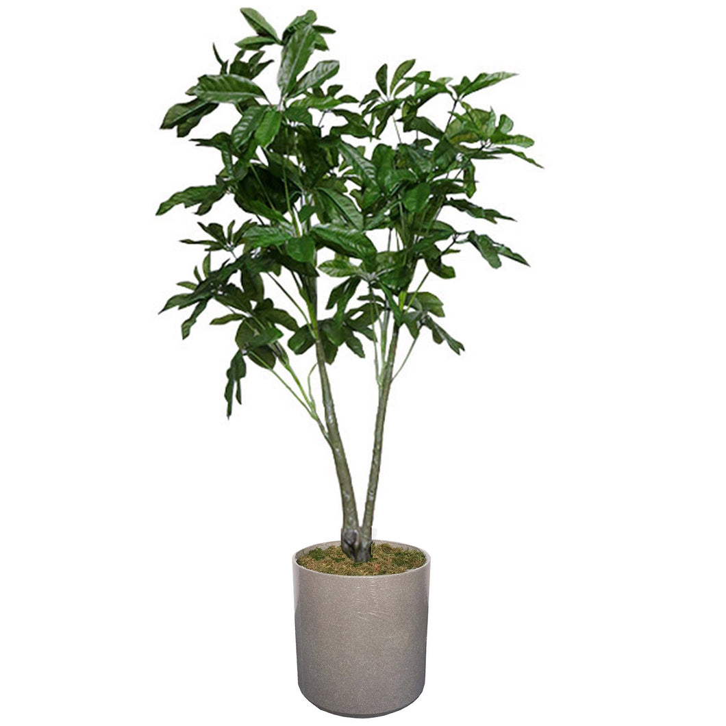 Schefflera Tree 203cm.