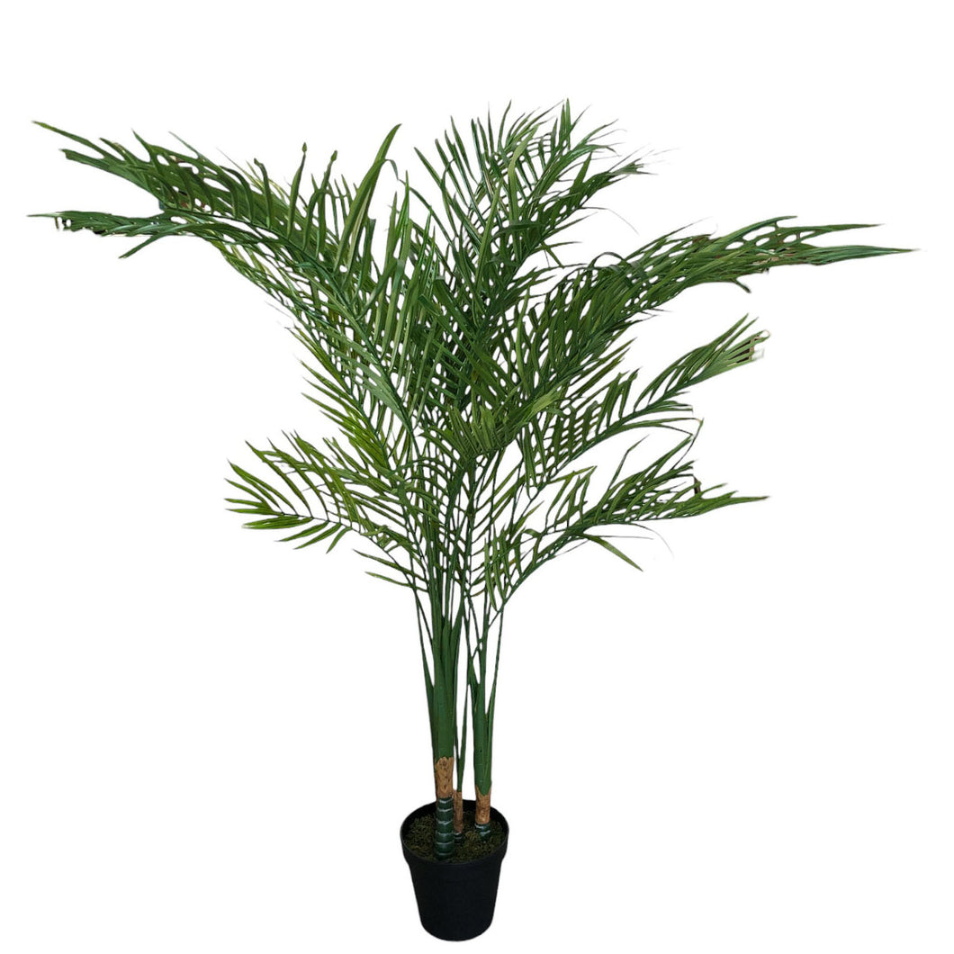 Areca Palm 183cm.