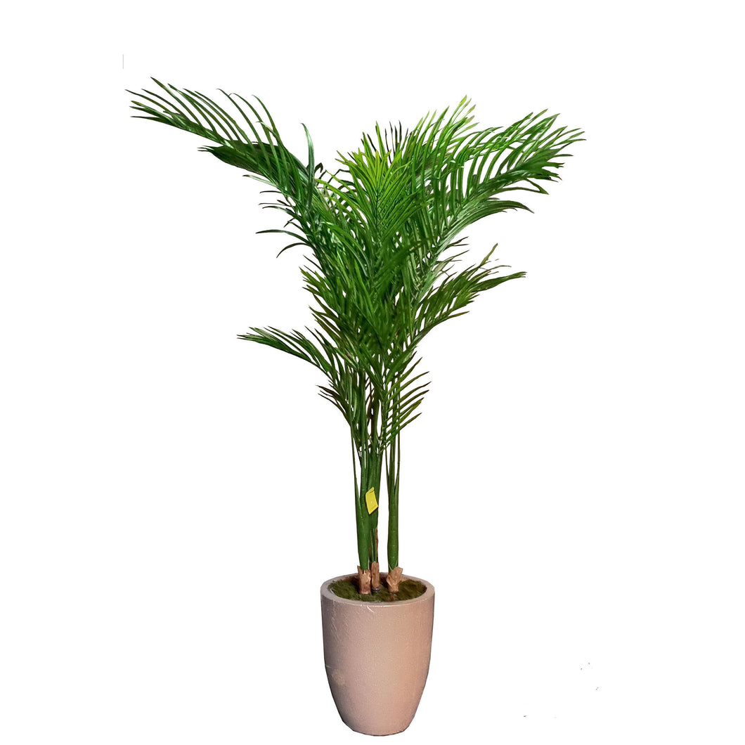 Areca Palm Tree 180cm.