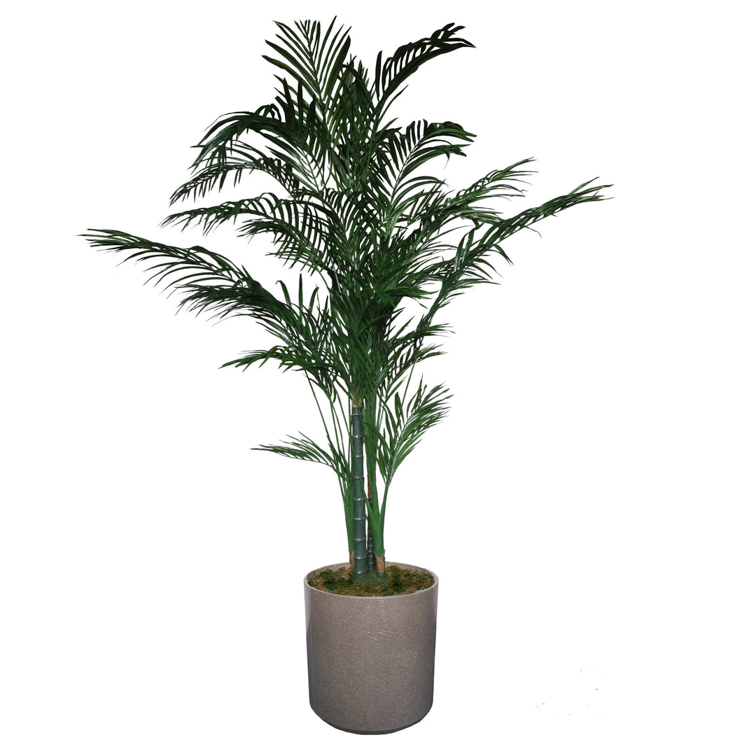 Areca Palm Tree 260cm.