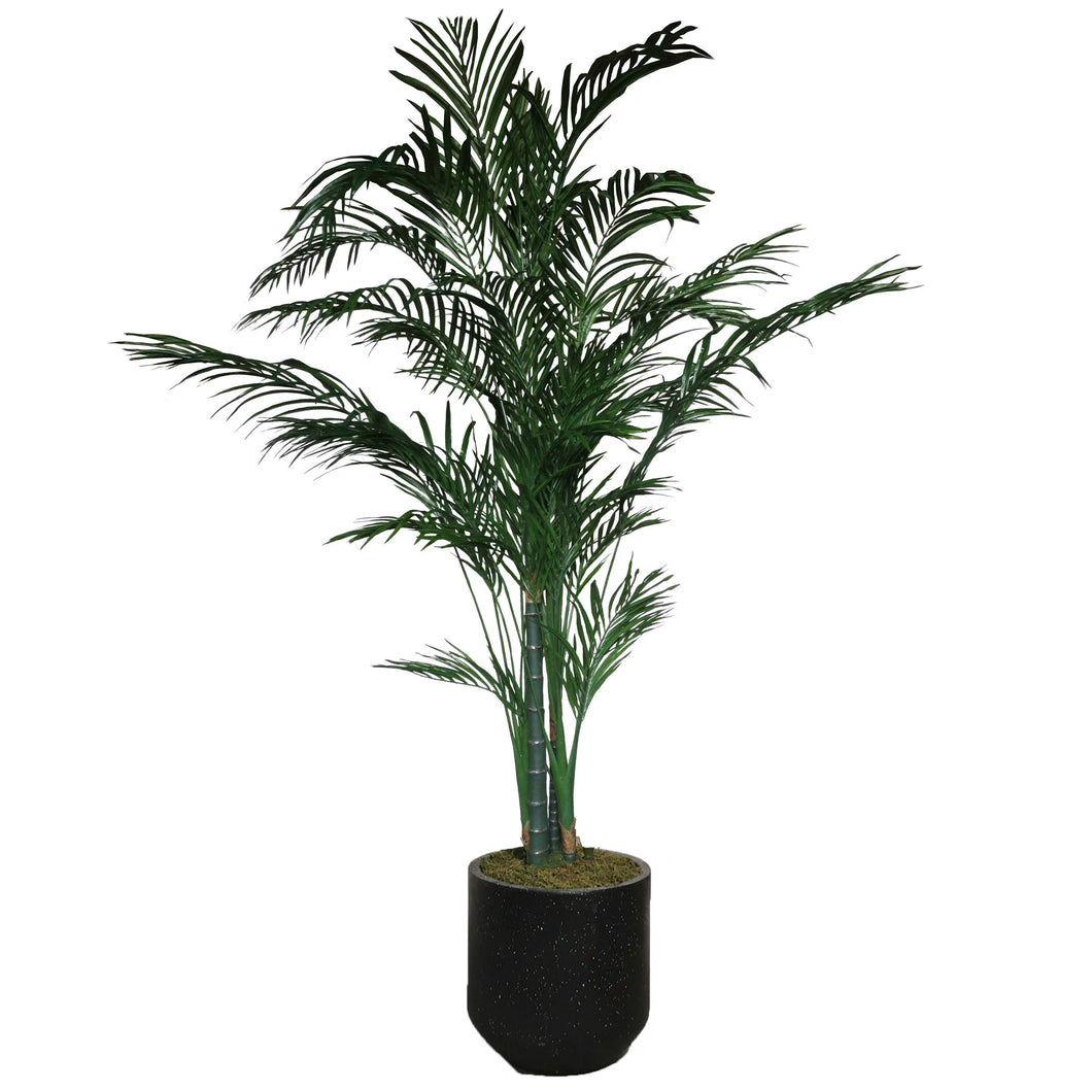 Areca Palm Tree 225cm.