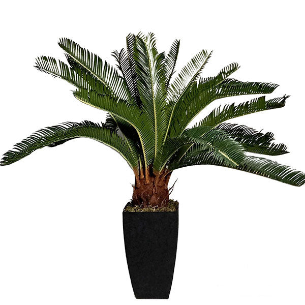 Cycas with Planter 70cm.