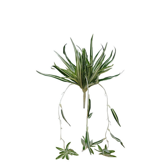 Spider Plant 50cm.