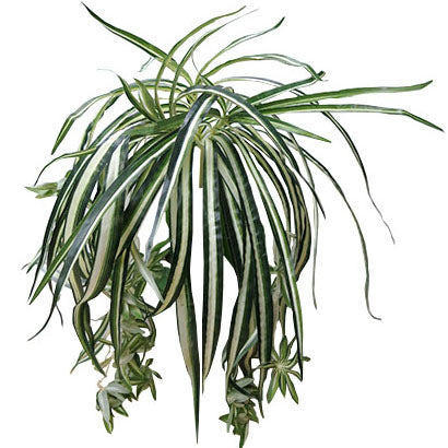 Spider Plant 61cm.