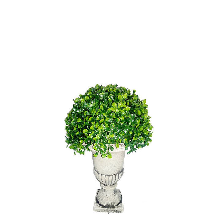 Boxwood Topiary in Pot 28cm.