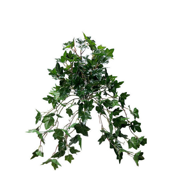 Ivy Bush 48cm.