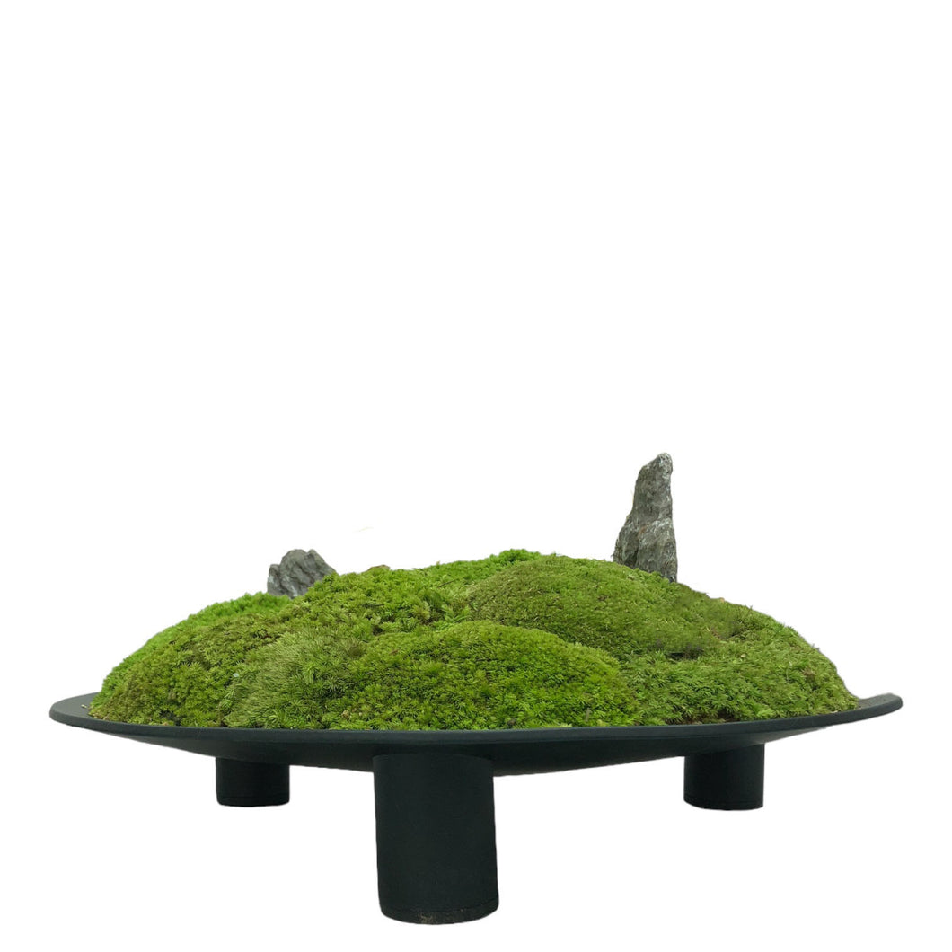 Moss Arrangement