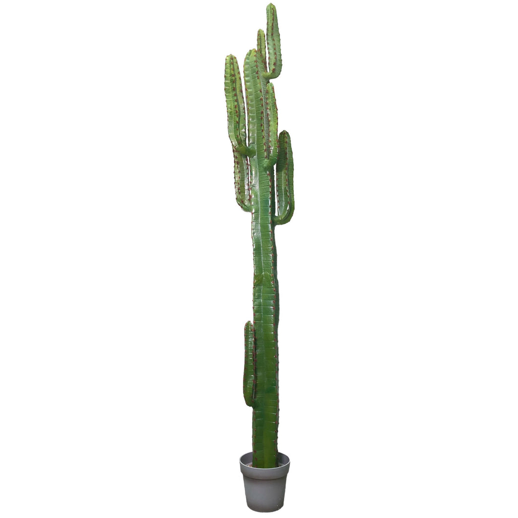 Cereus Jamacaru Cactus 200cm.