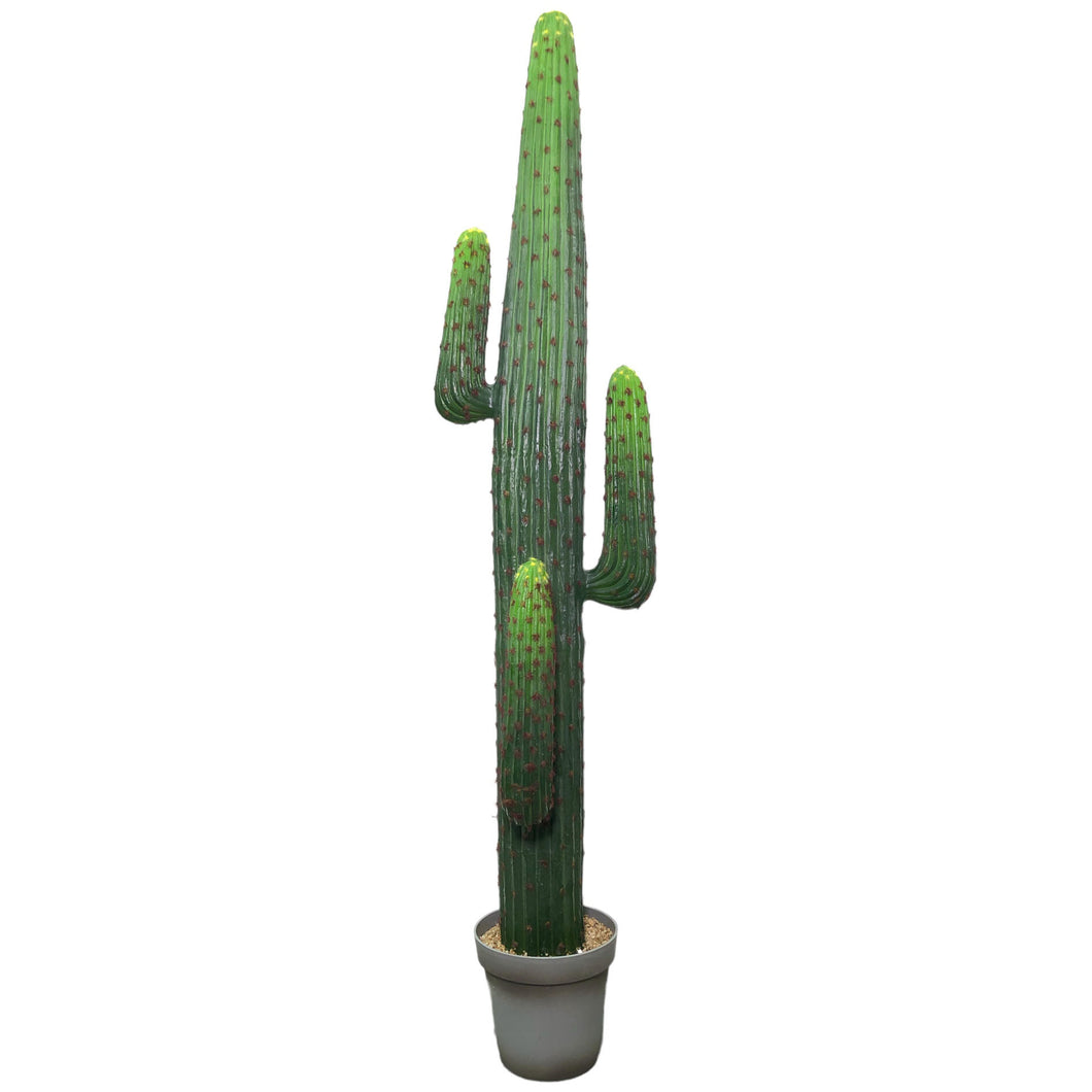 Saguaro Cactus 172cm.