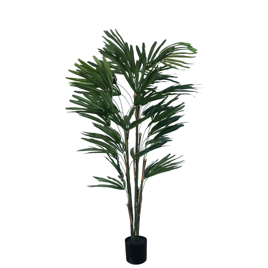 Raphis Palm 150cm.