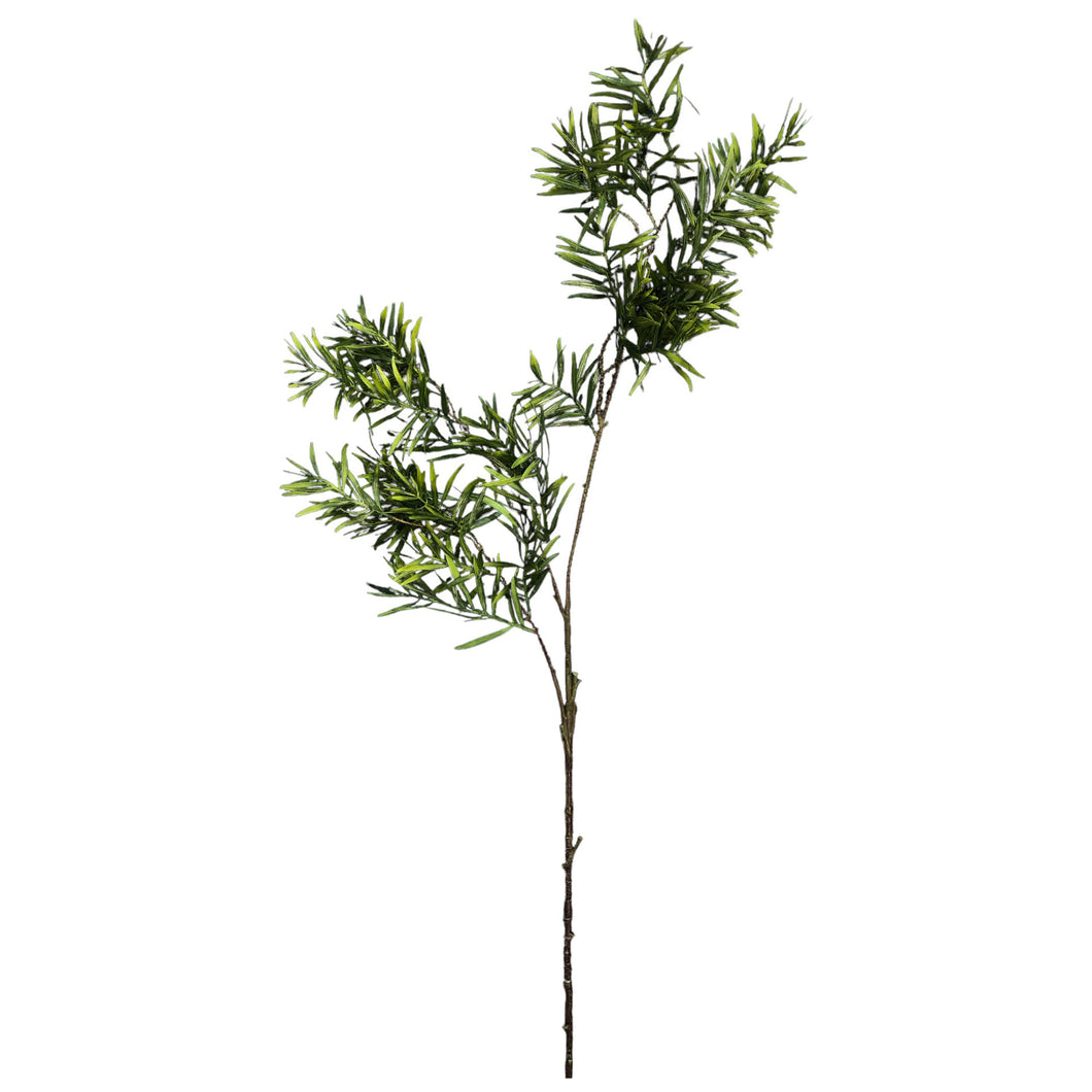 Podocarpus Branch 120cm.